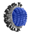 Nucleocapsid protein