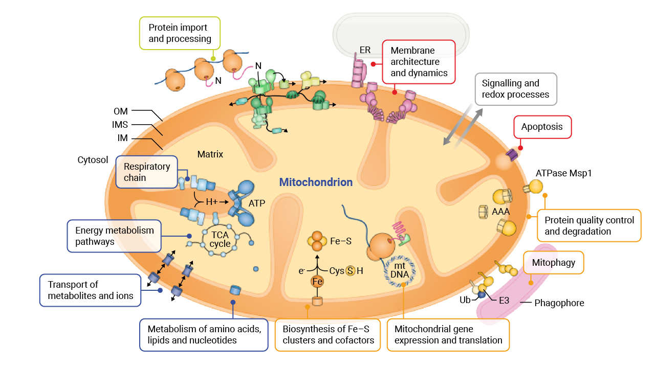 Mitochondrial function